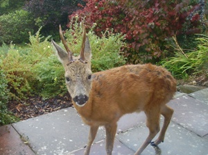 A Deer at Fairview